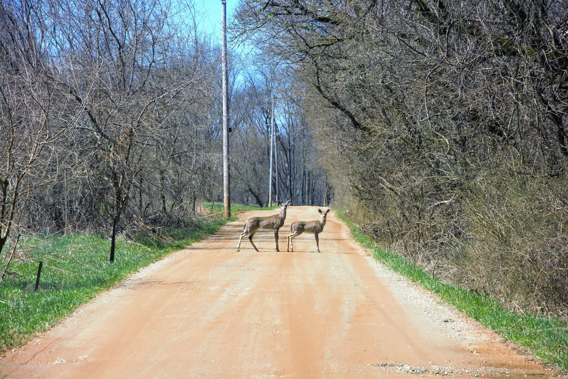 Deer Crossing Trail